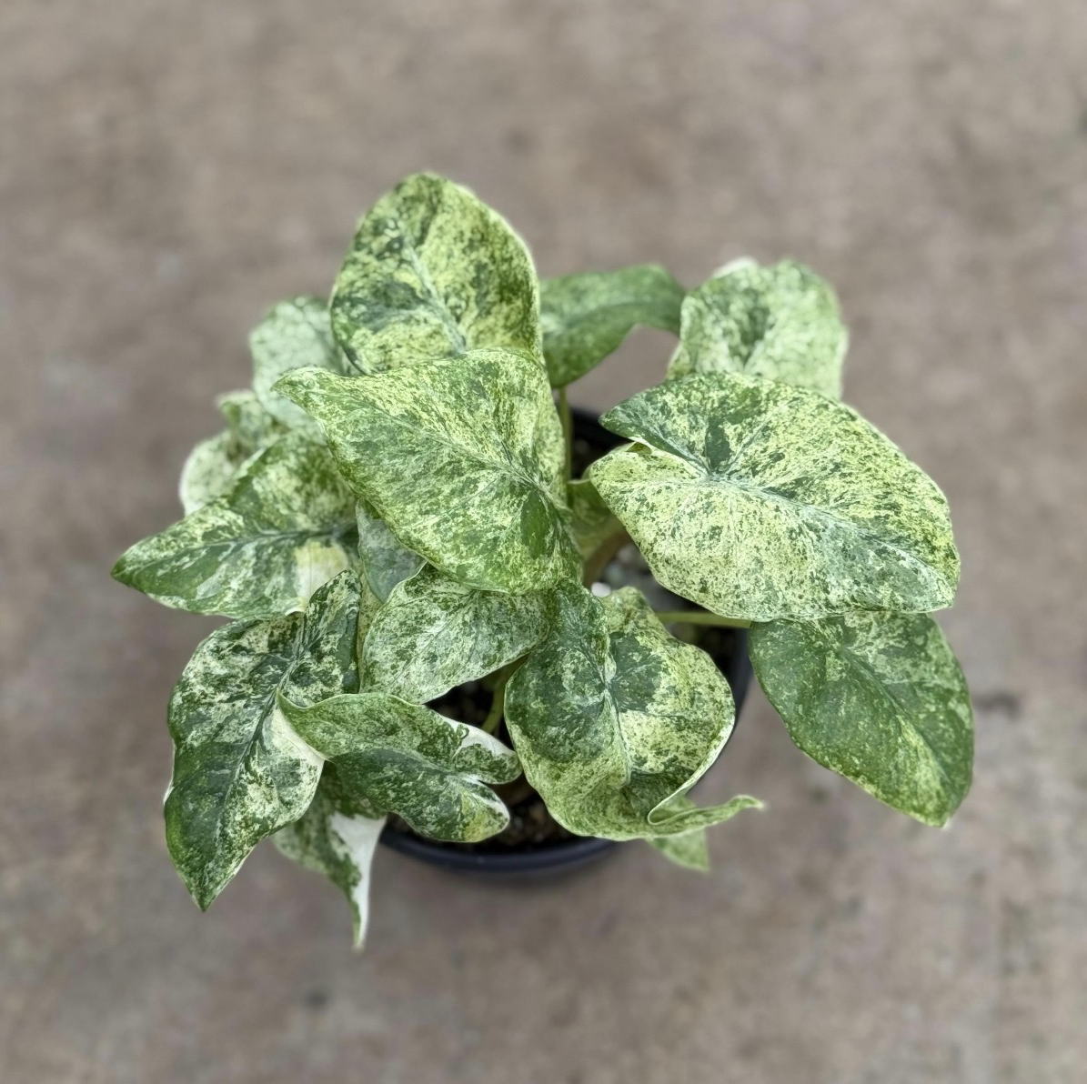 Alocasia Odora Batik