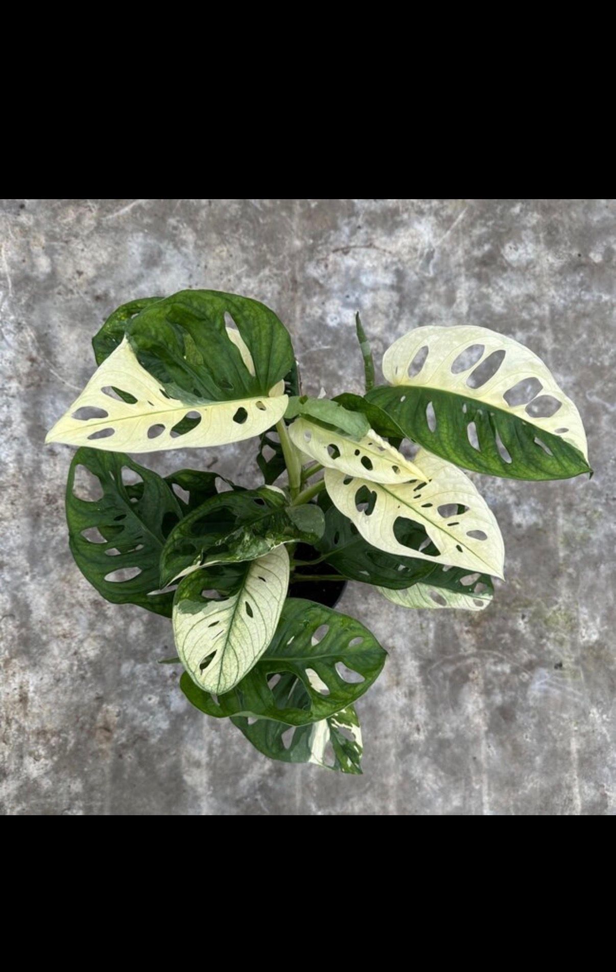 Monstera Albo adansonii