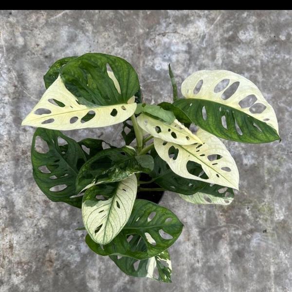 Monstera Albo adansonii