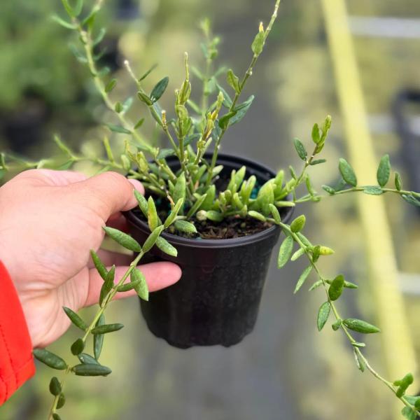 Hoya Engleriana 4”