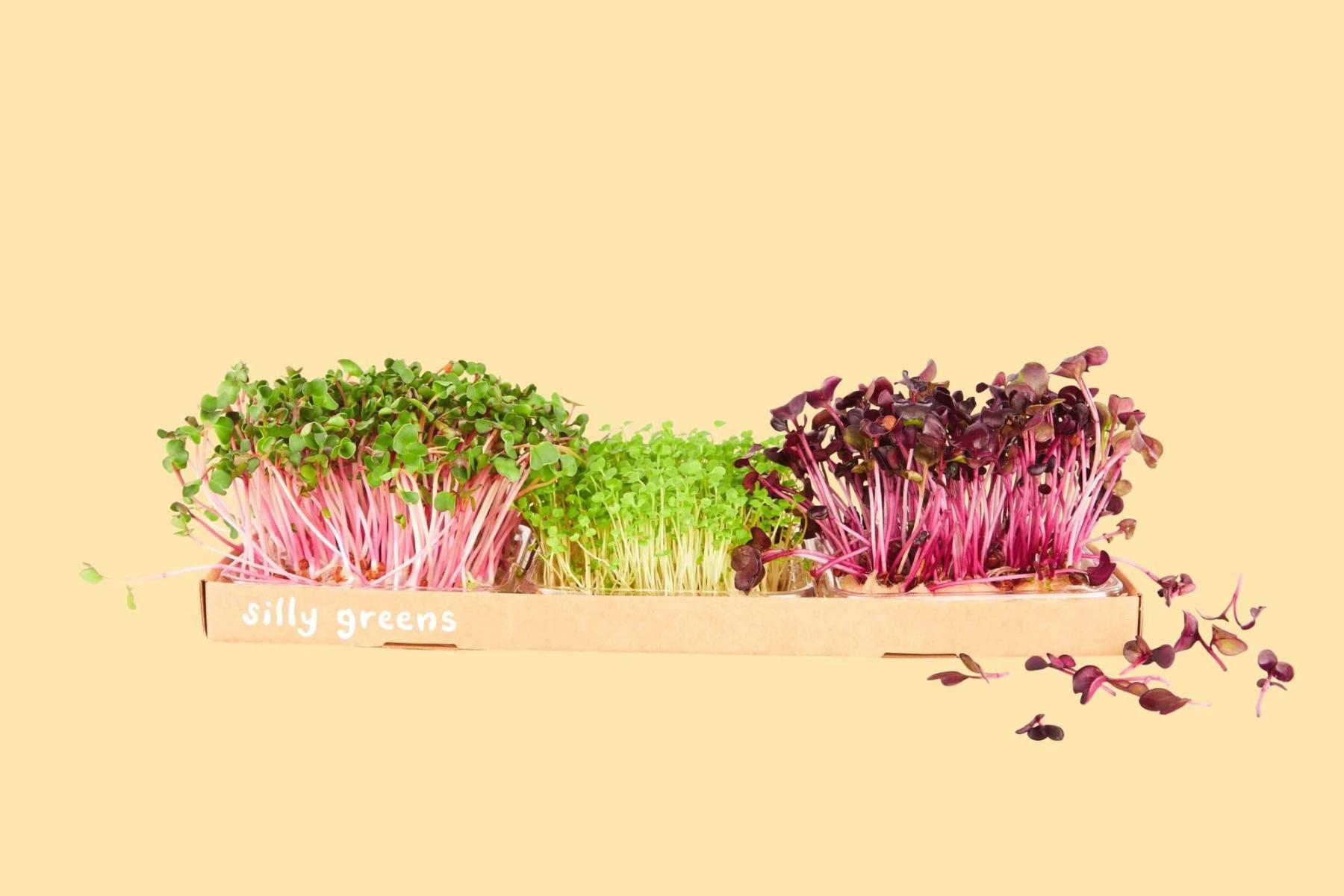 Silly Greens