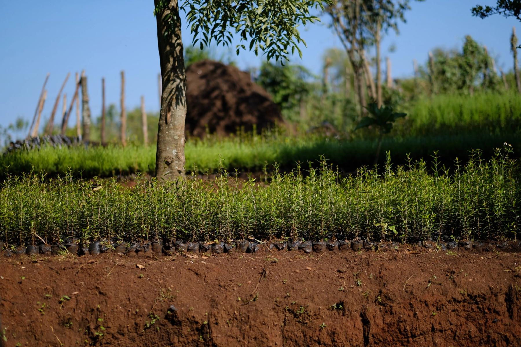 Ecosia