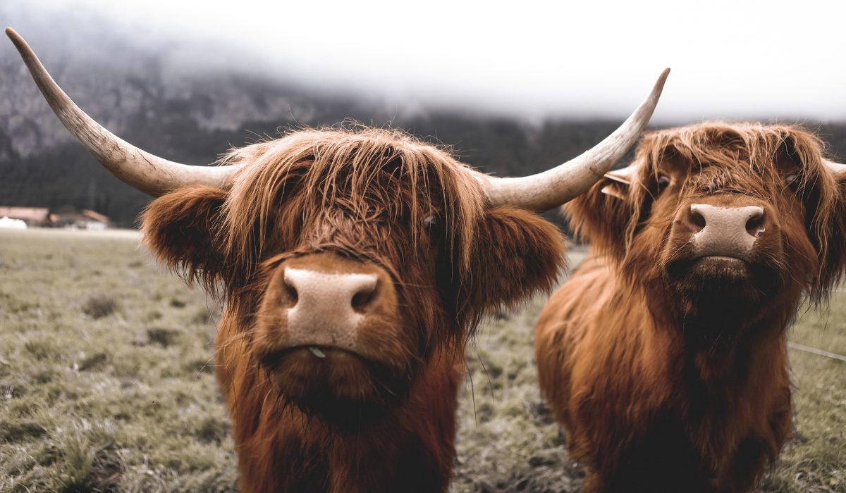 Five reasons to give Veganuary a try