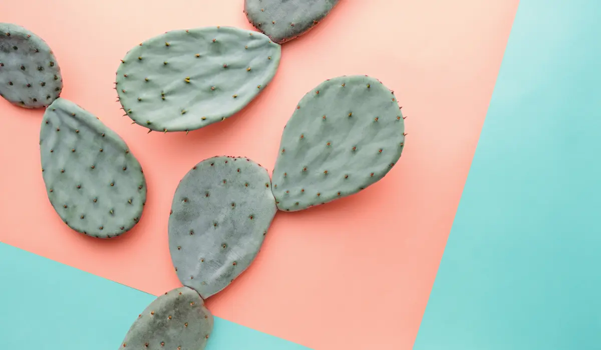 It’s January, which means hundreds of thousands of people around the world are currently taking part in the Veganuary challenge, an annual event that encourages people to go vegan for the first month of the year. Learn more about Veganuary and its benefits