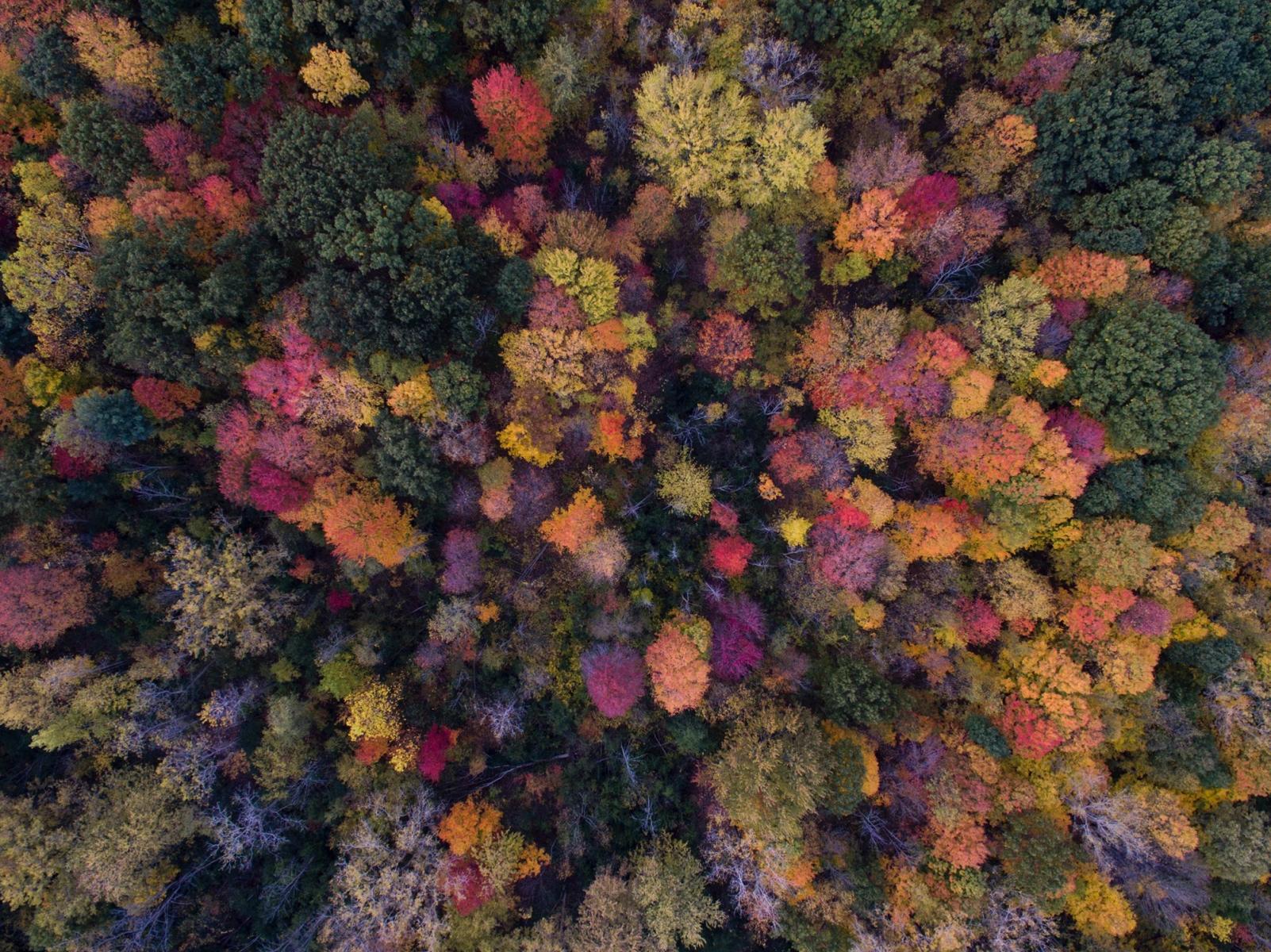 The World Forest Organisation