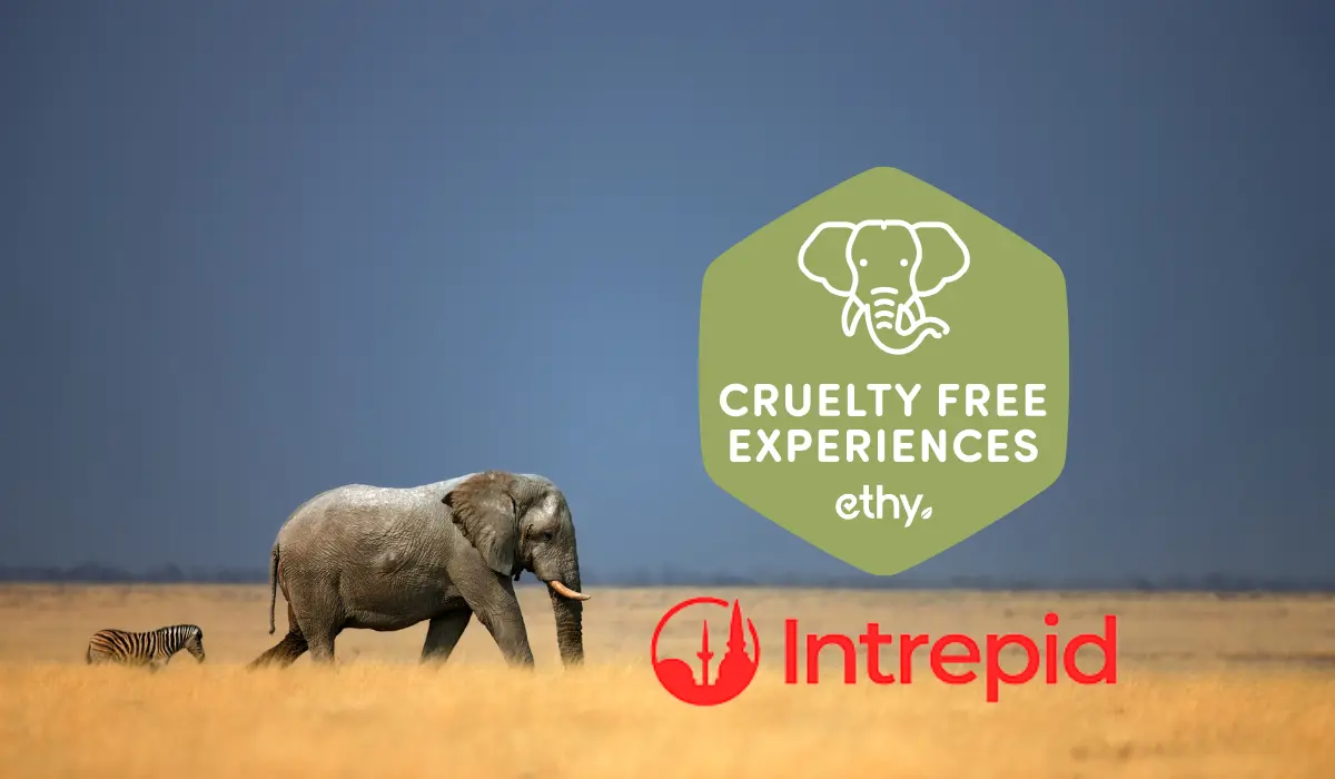 Use the Animal Welfare Policy toolkit that Intrepid developed and provided for free to implement best practices.