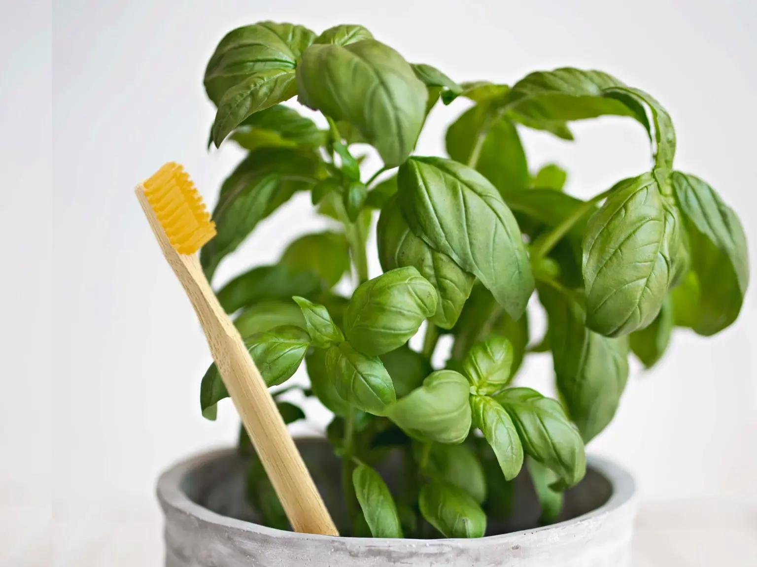 Plantable Bamboo Toothbrush