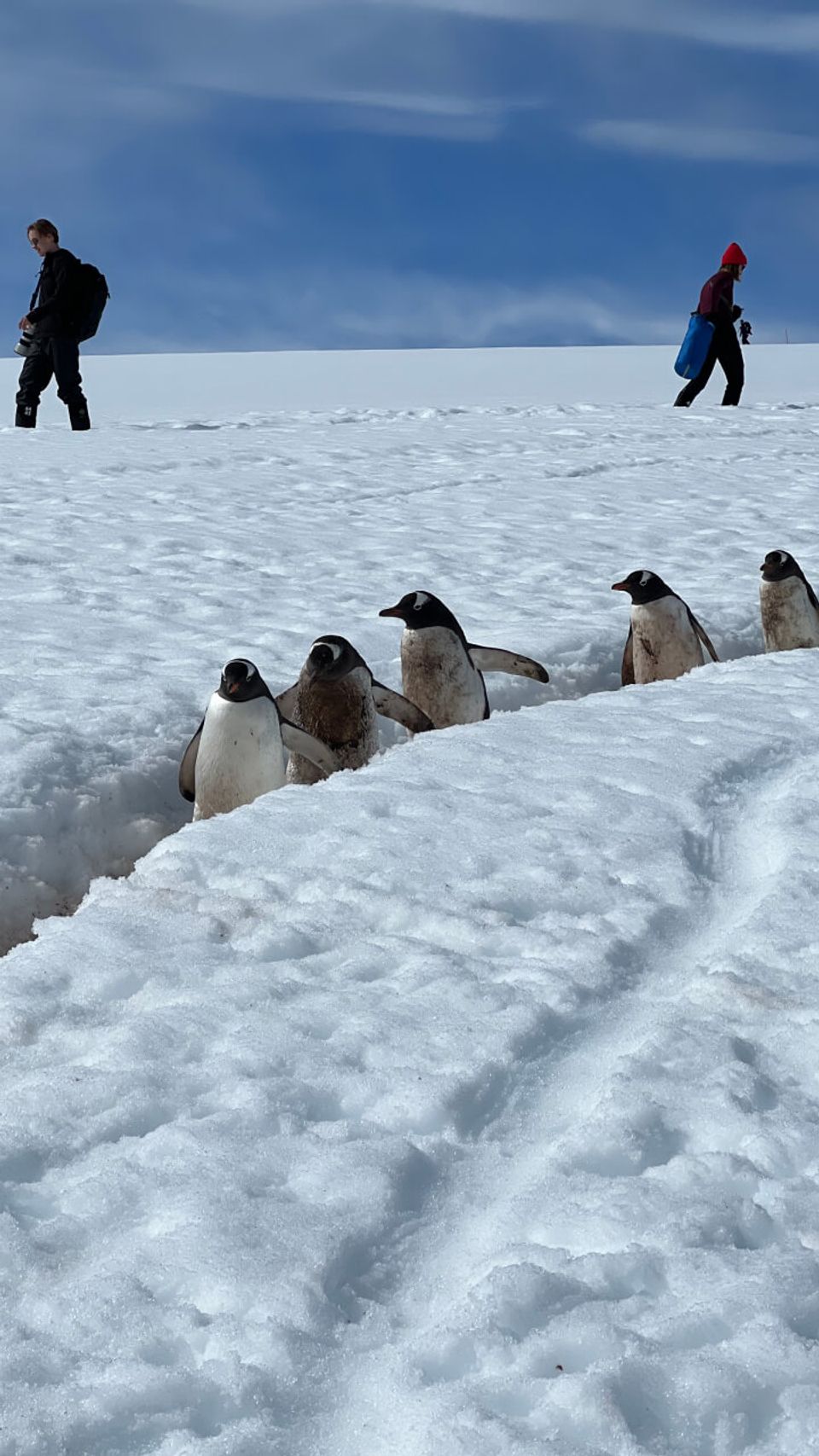 Penguin Highway, Danco Island