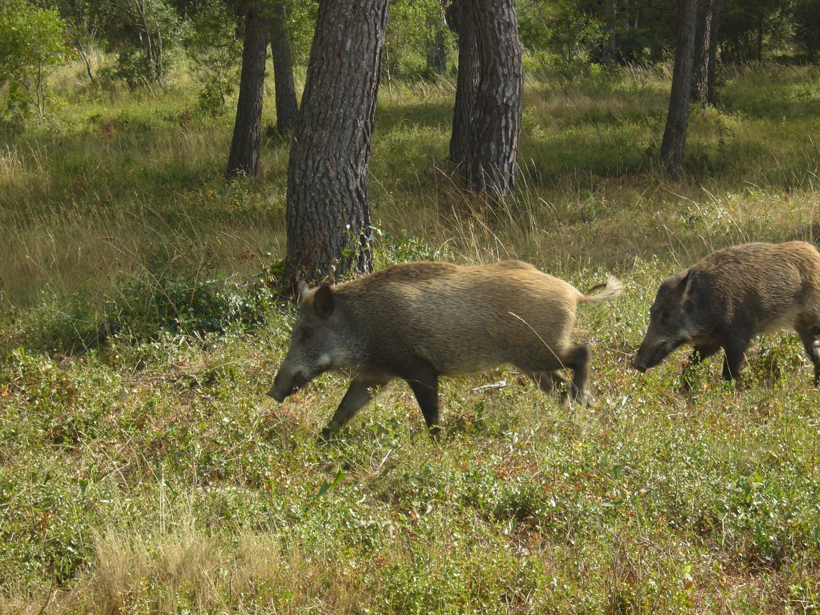 Agost2010 046.jpg