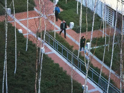 a couple of people are walking down a sidewalk surrounded by birch trees .
