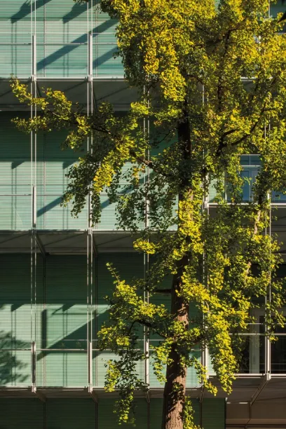 A tree in front of a building with a lot of windows