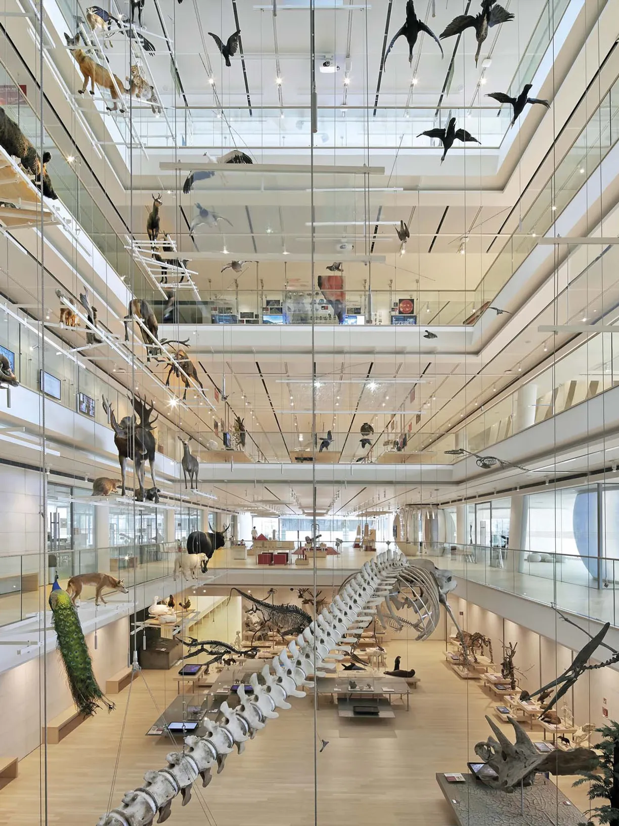 a museum with a whale skeleton hanging from the ceiling