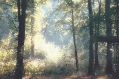 The sun is shining through the trees in the forest