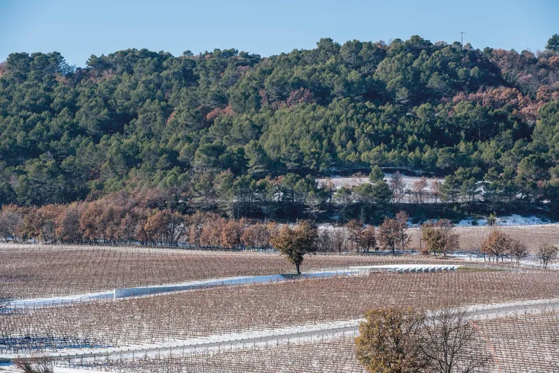 A snowy vineyard with trees in the background and a road in the foreground