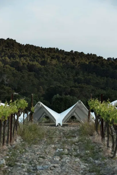 A white structure in the middle of a vineyard with trees in the background