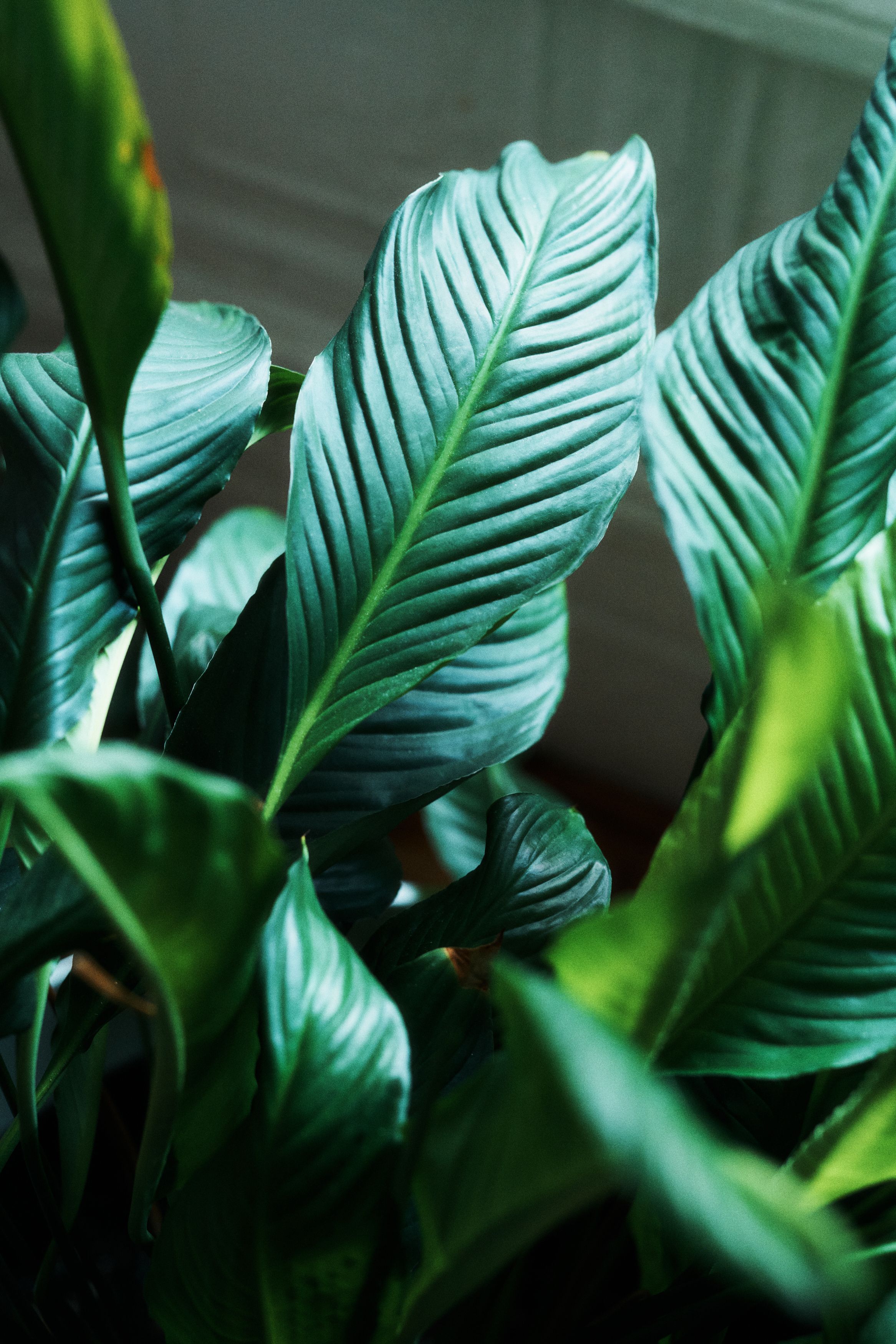 Abstract plants