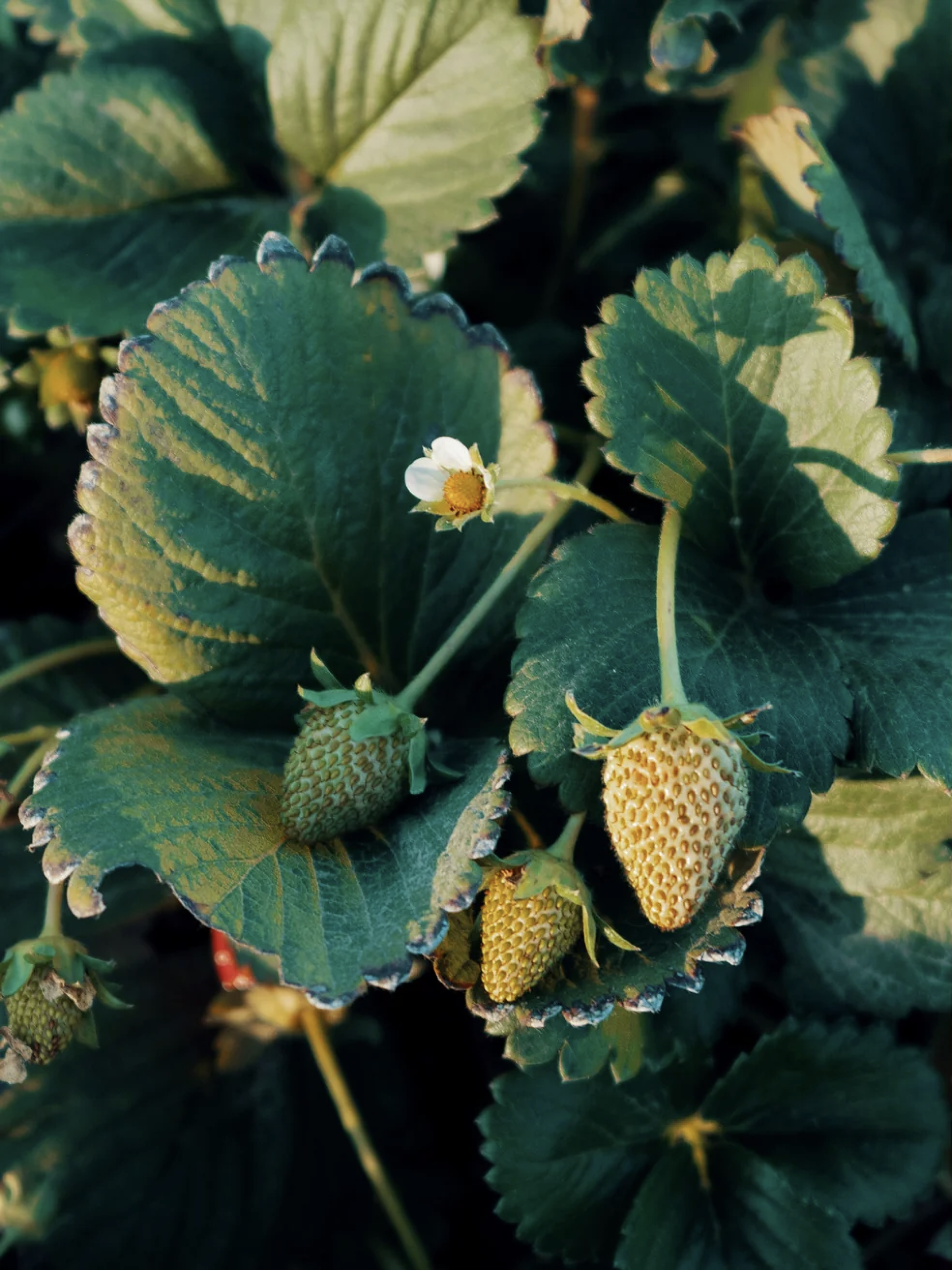Strawberry plan