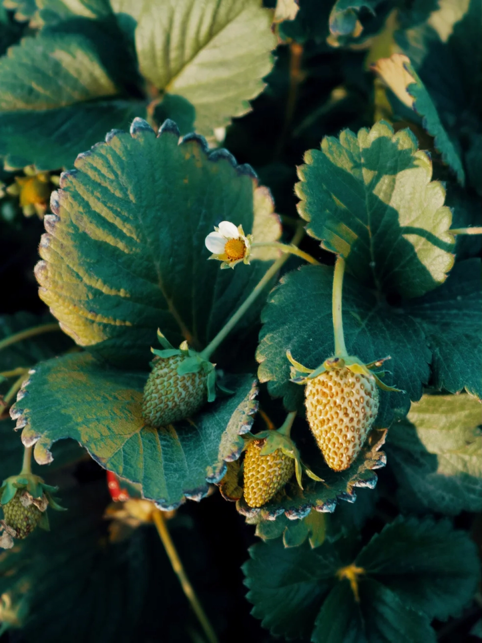 Strawberry plan