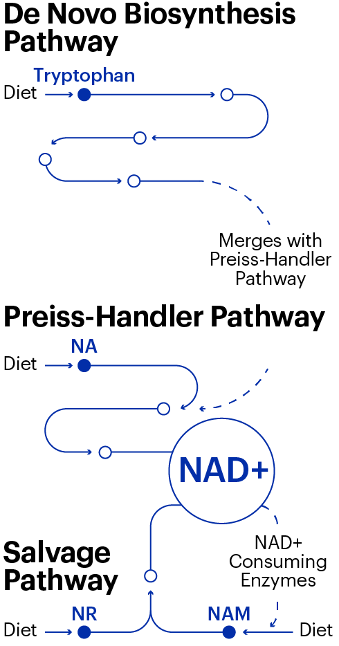 Mnnad Pathways Graph2