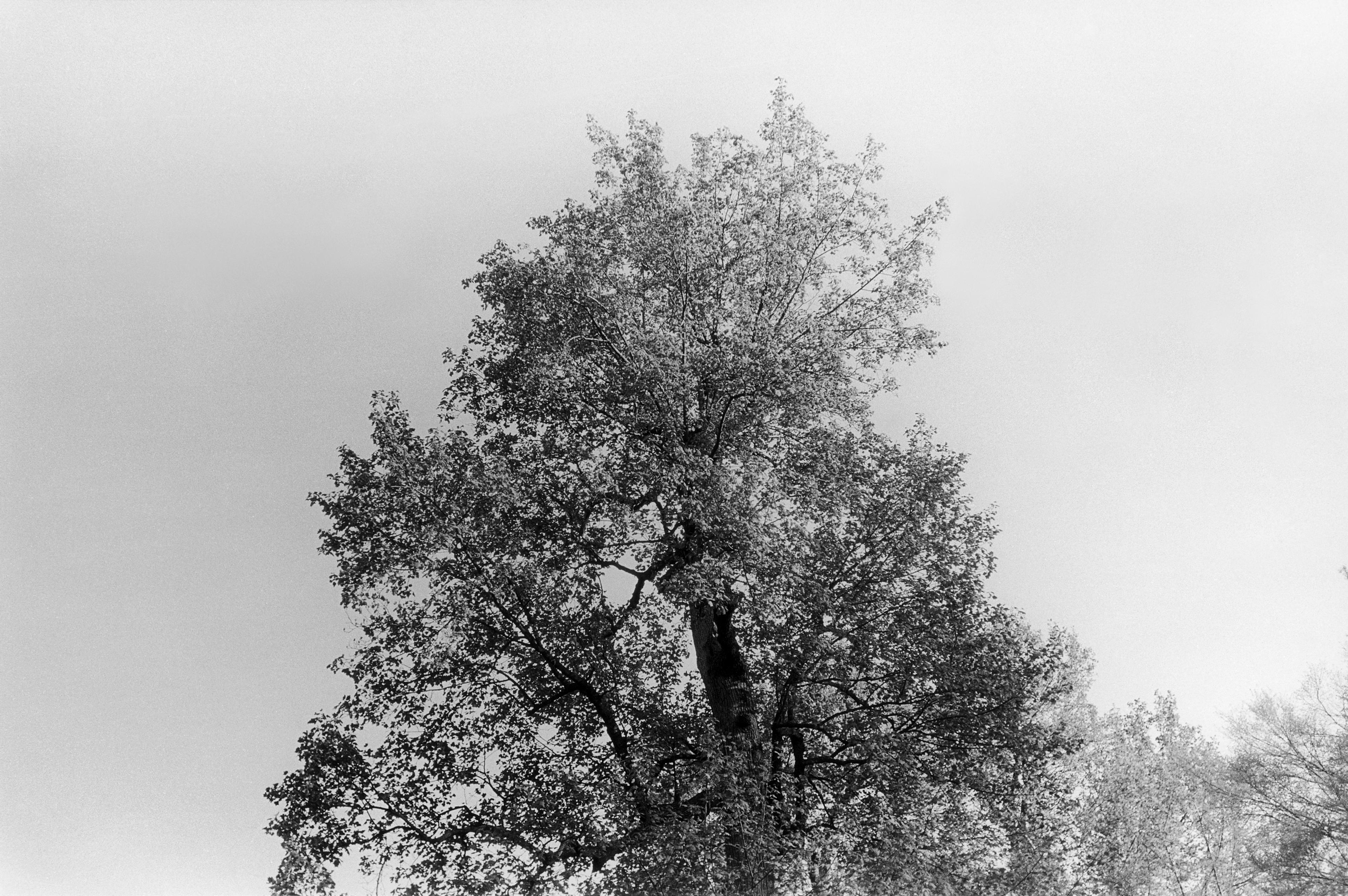 Untitled, c. 1960-65
