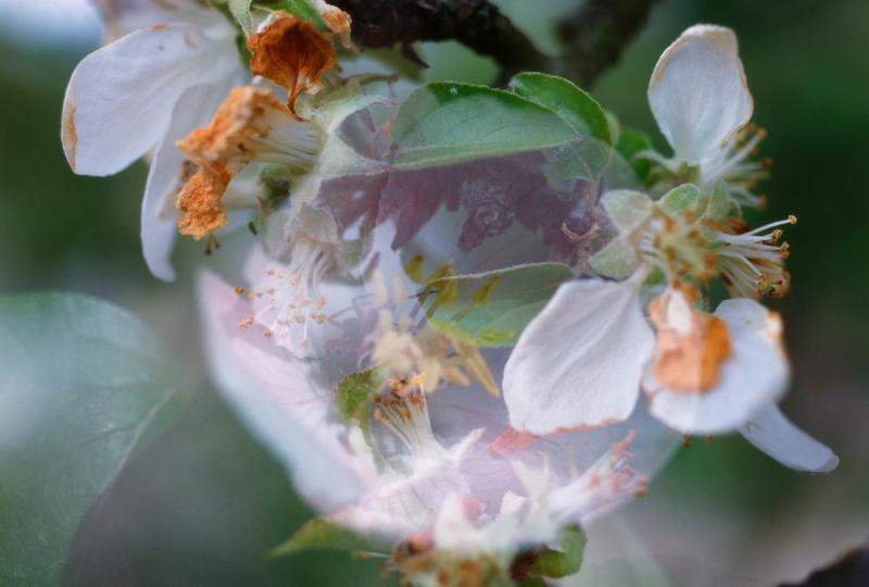 Flowers and Mushrooms, 1997-2006