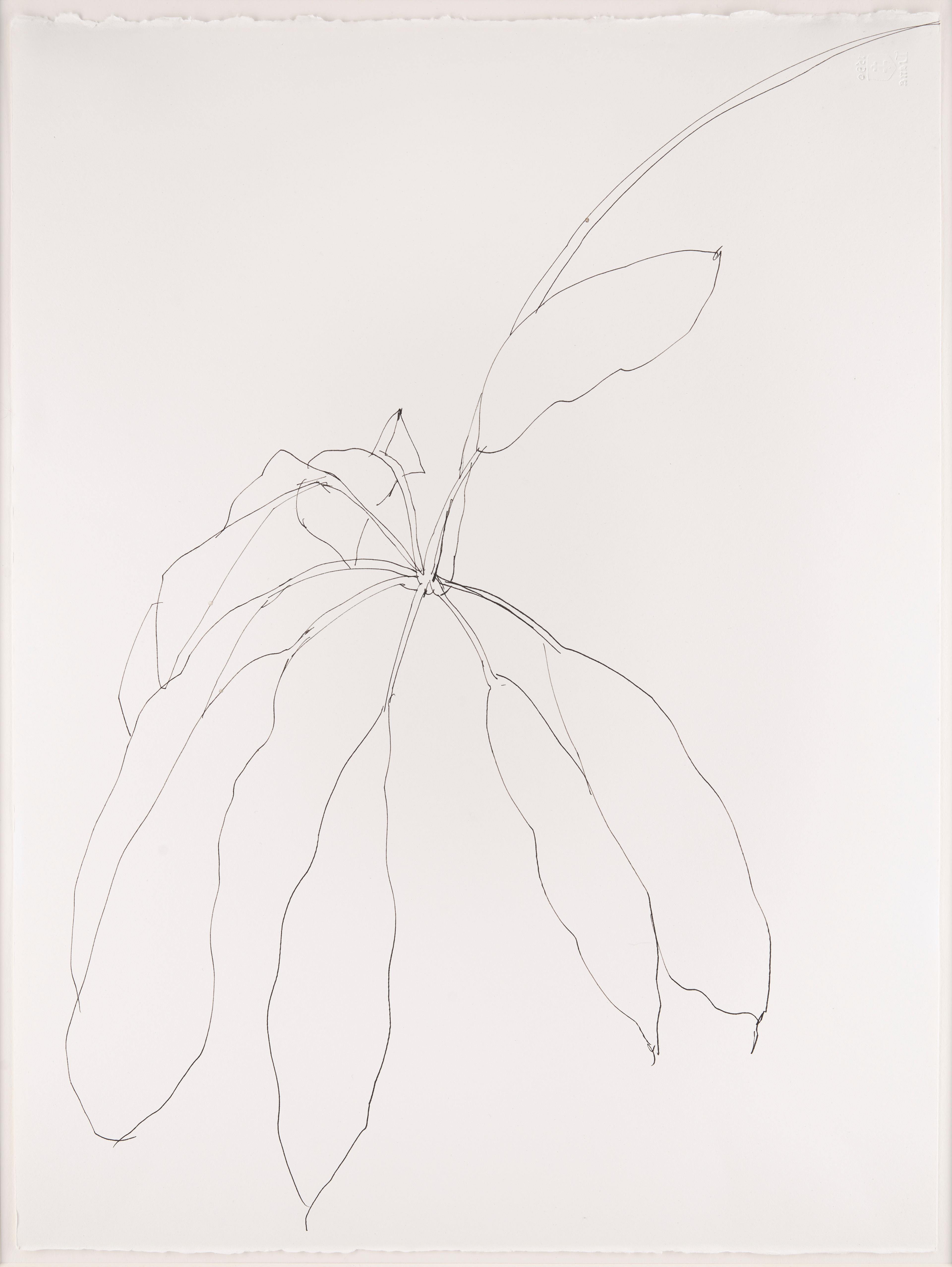 Tropical Plant, 1981