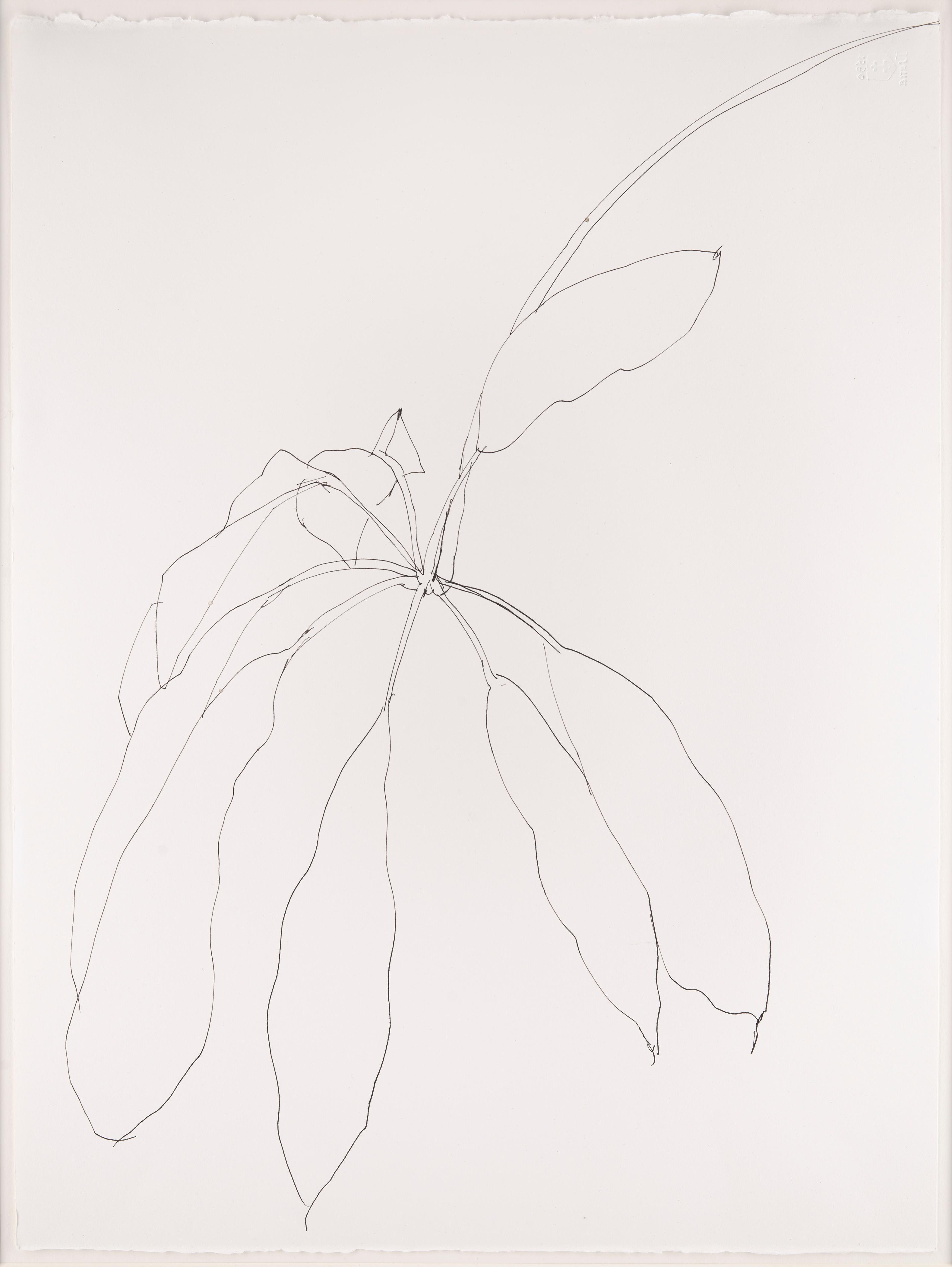 Tropical Plant, 1981