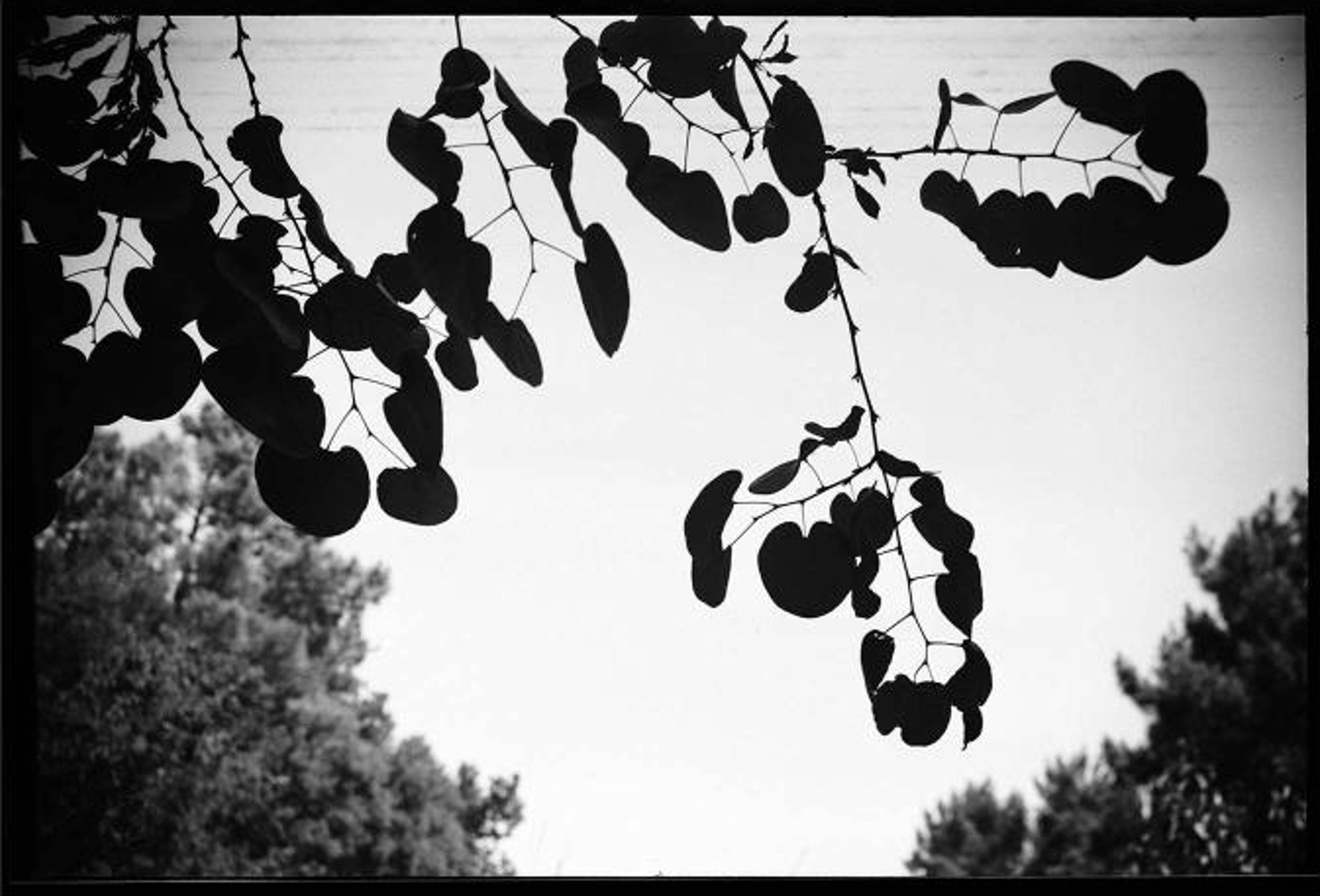 Shape, Ground, Shadow: The Photographs of Ellsworth Kelly