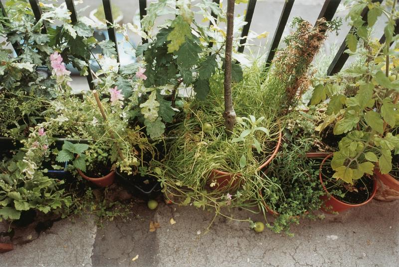 Plant life, 2005