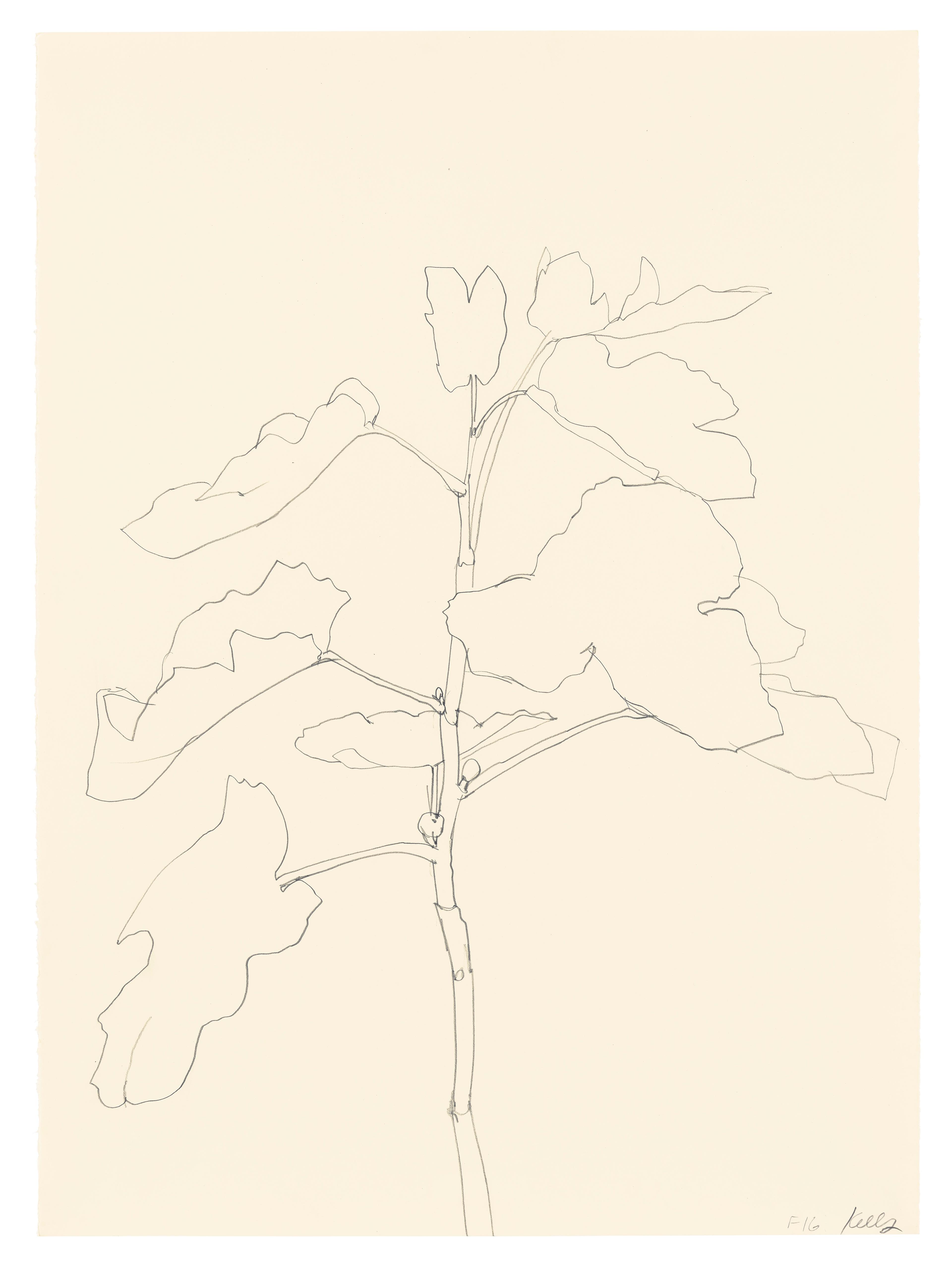 Fig, 1982