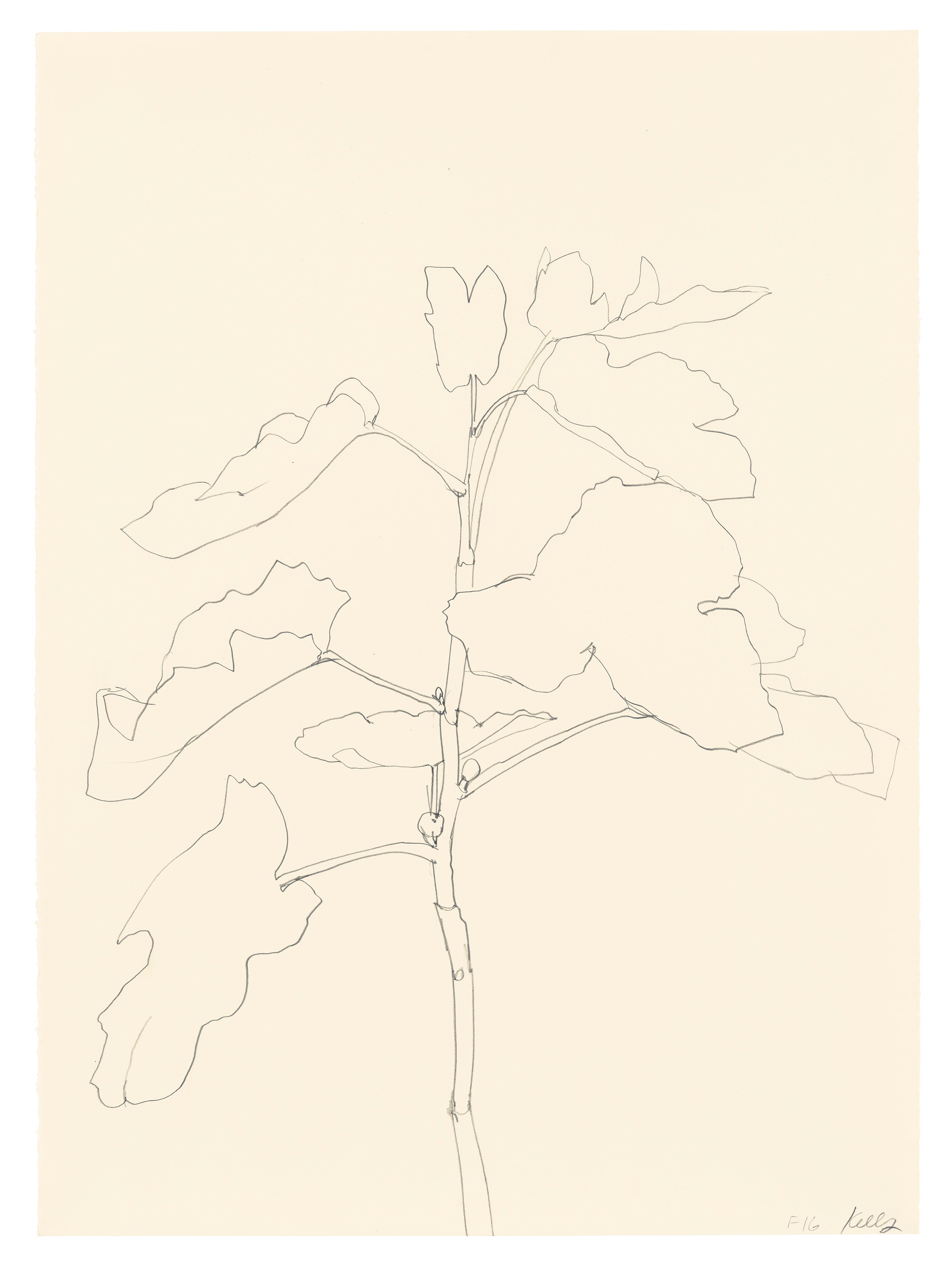 Fig, 1982