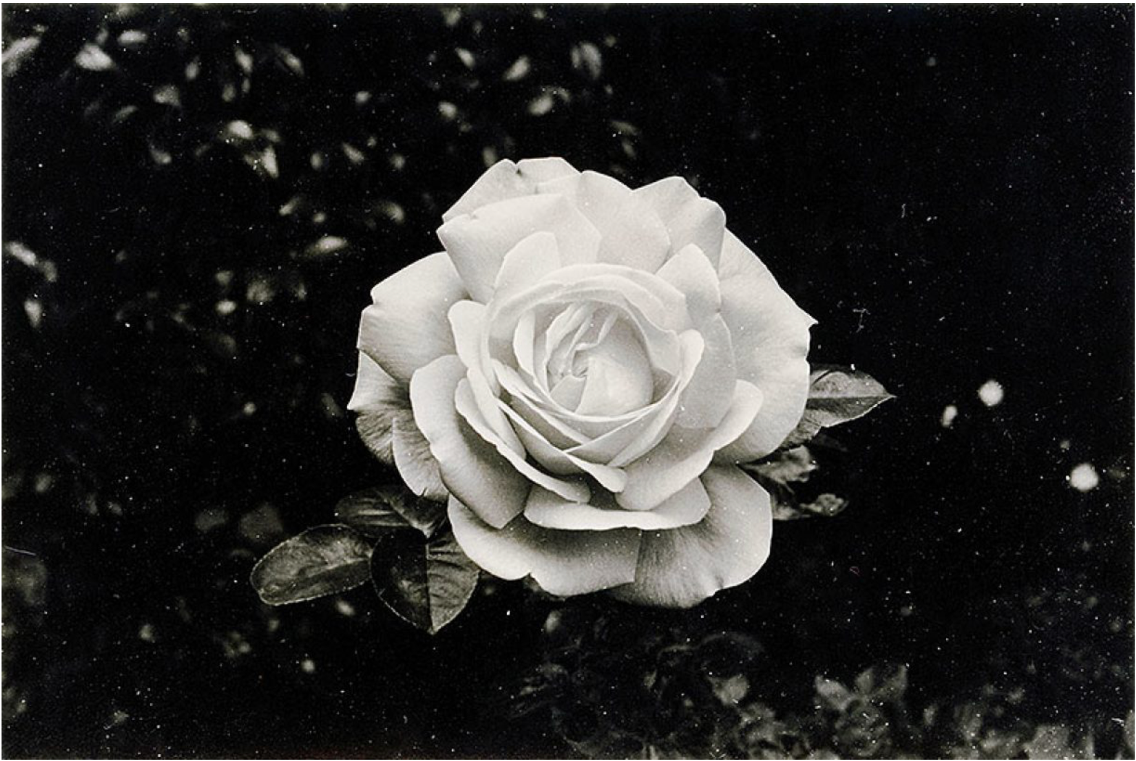 A Rose Is a Sun Is a Flame Is a Star Is a Dove