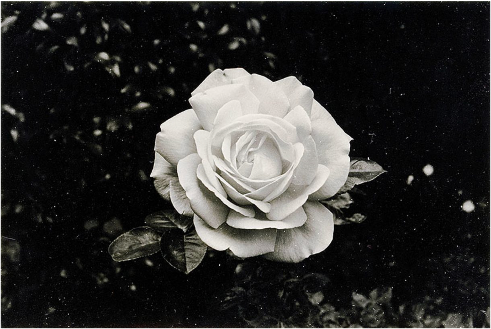 A Rose Is a Sun Is a Flame Is a Star Is a Dove