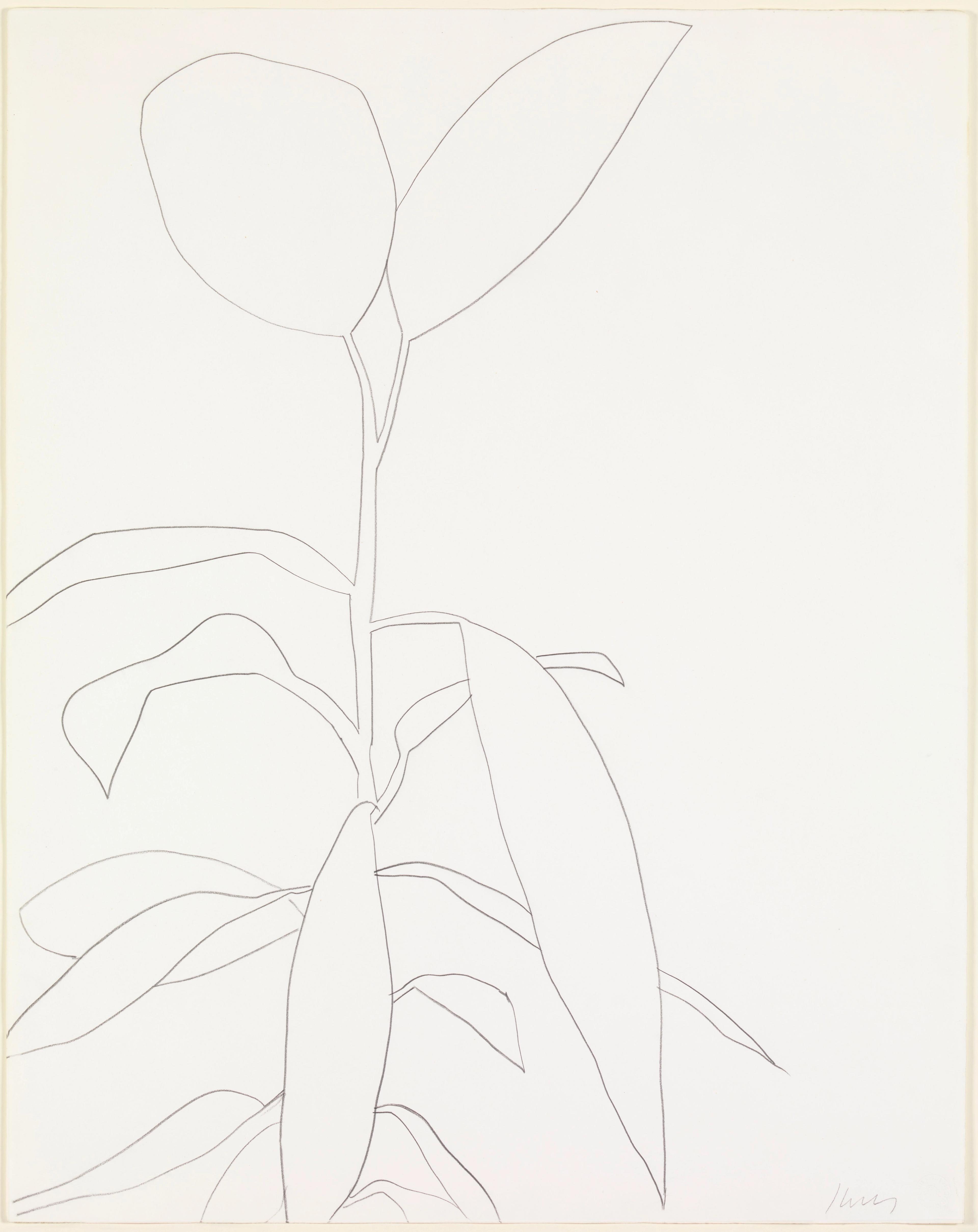 Rubber Plant, 1964