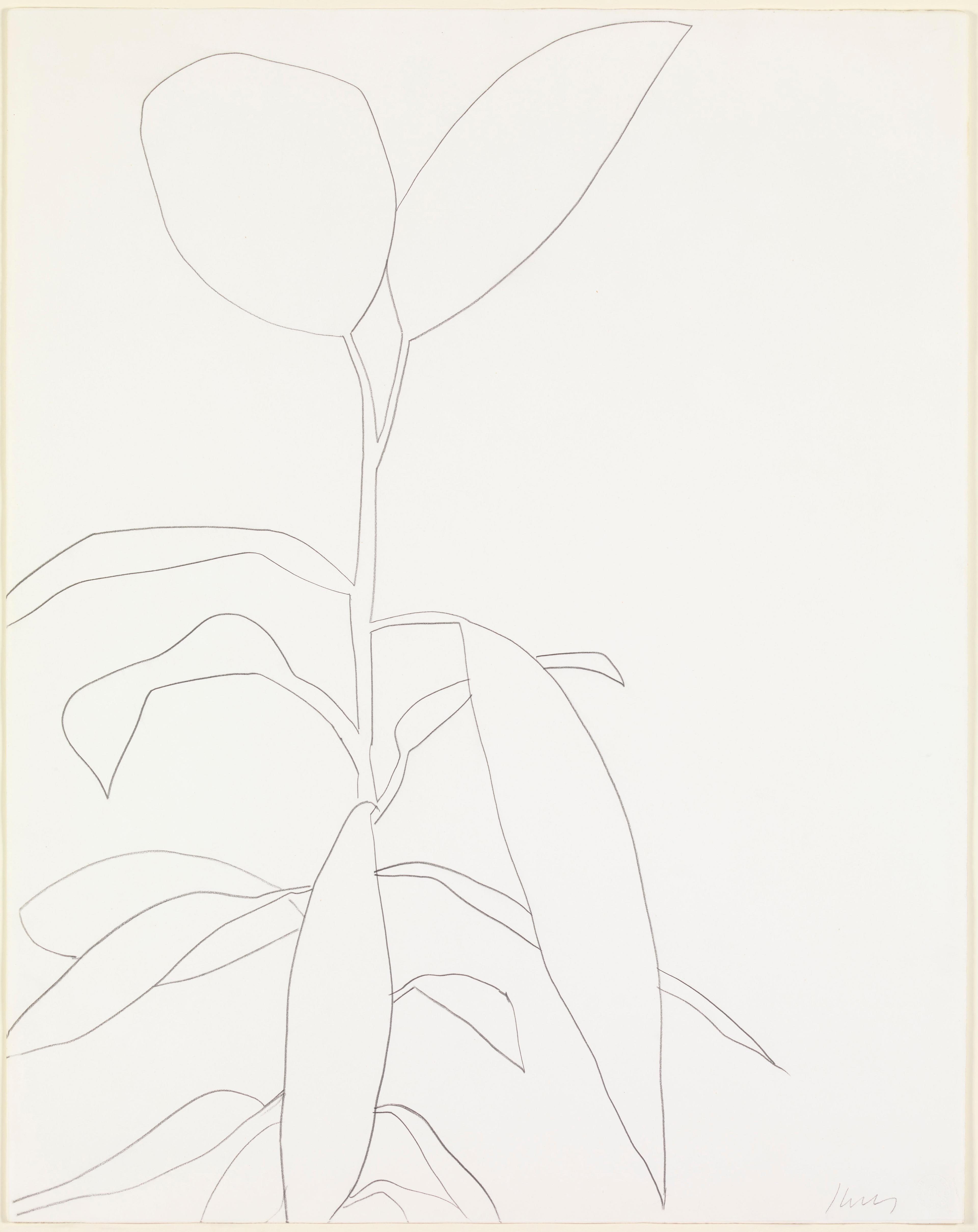 Rubber Plant, 1964