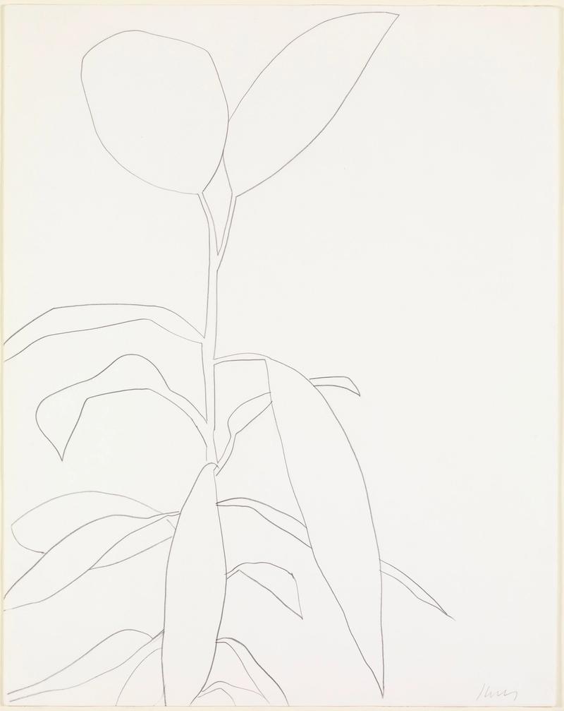 Rubber Plant, 1964