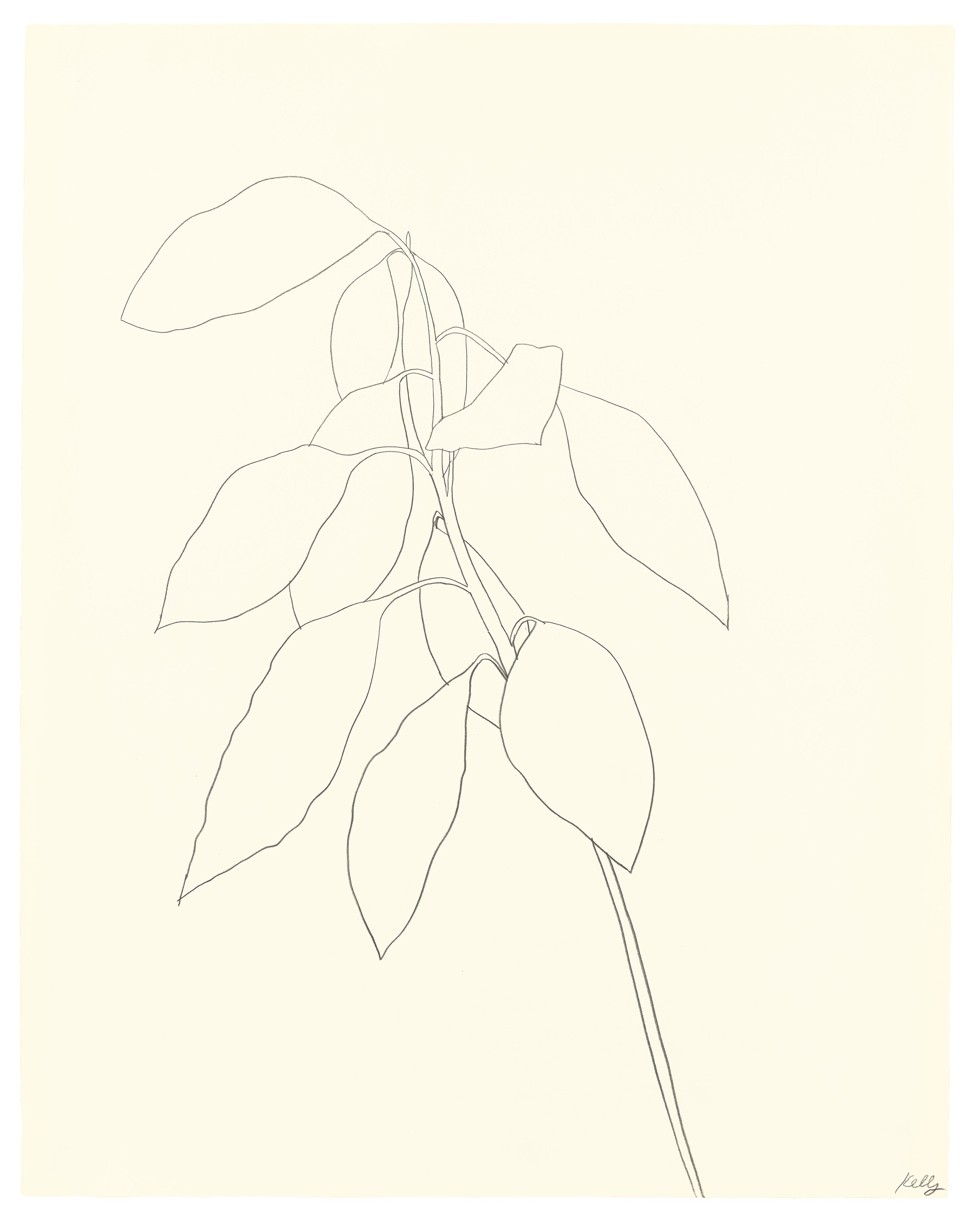 Plants – Forms, Lines and Curves