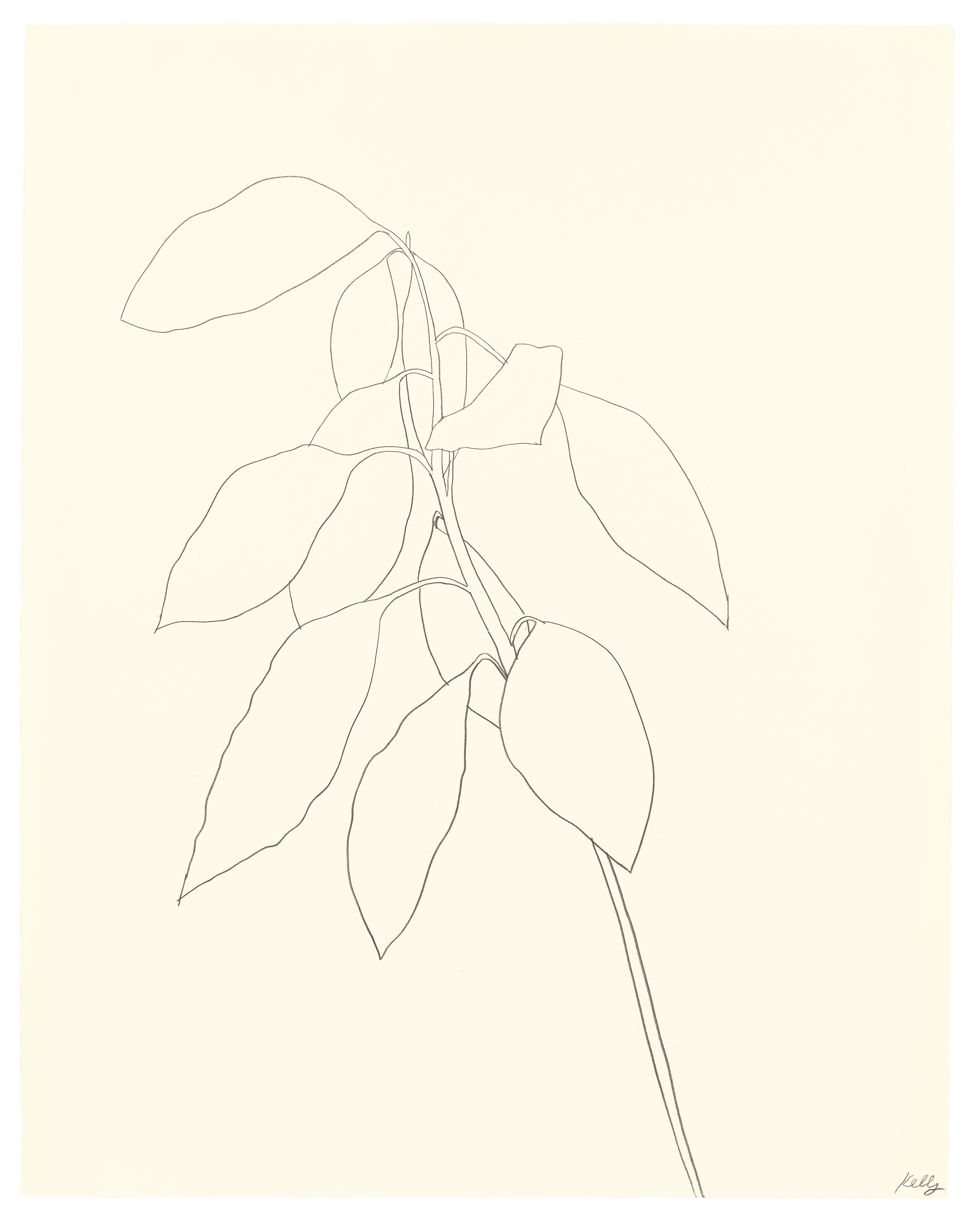 Plants – Forms, Lines and Curves