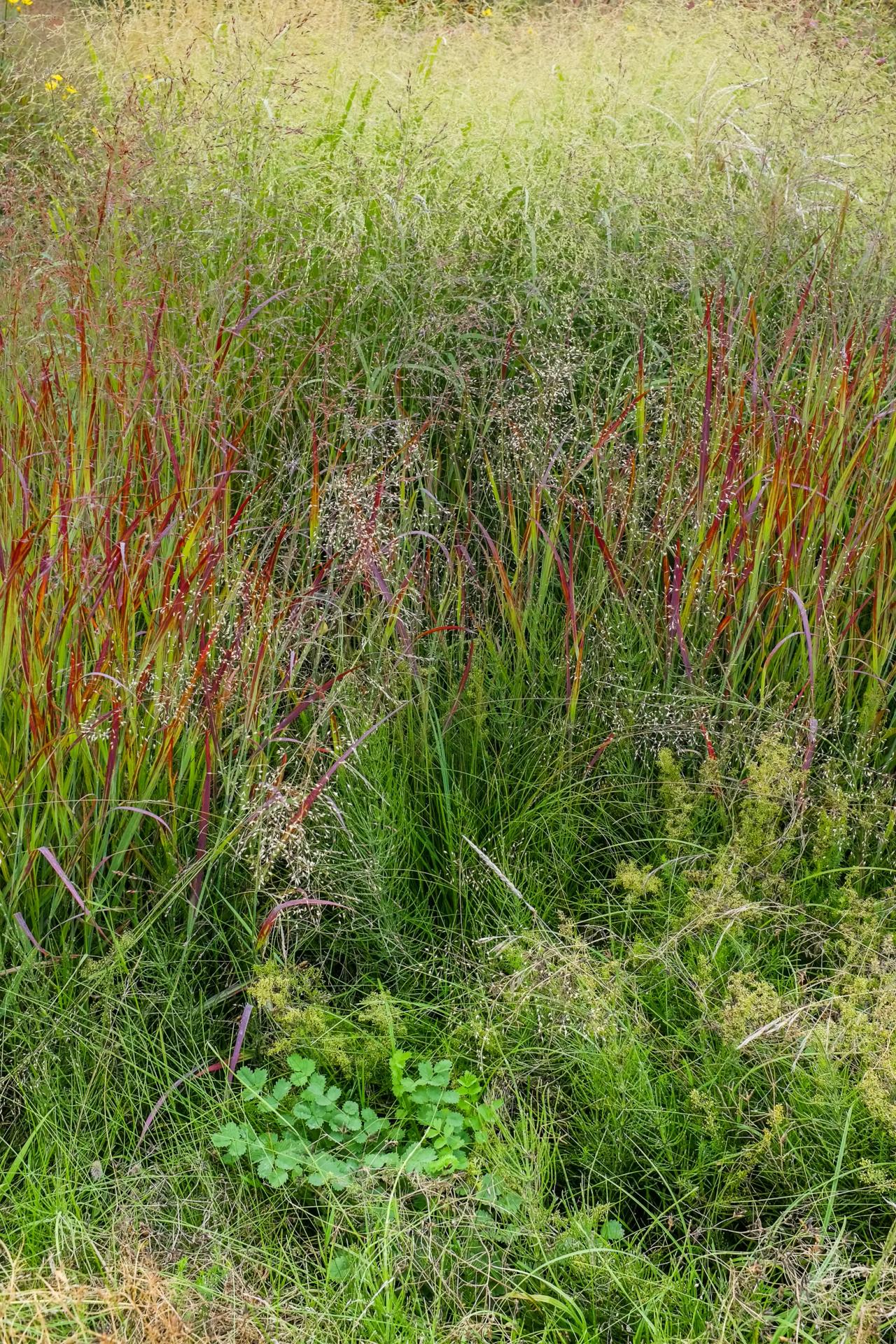 Gardens — photograph by Kristy Milliken