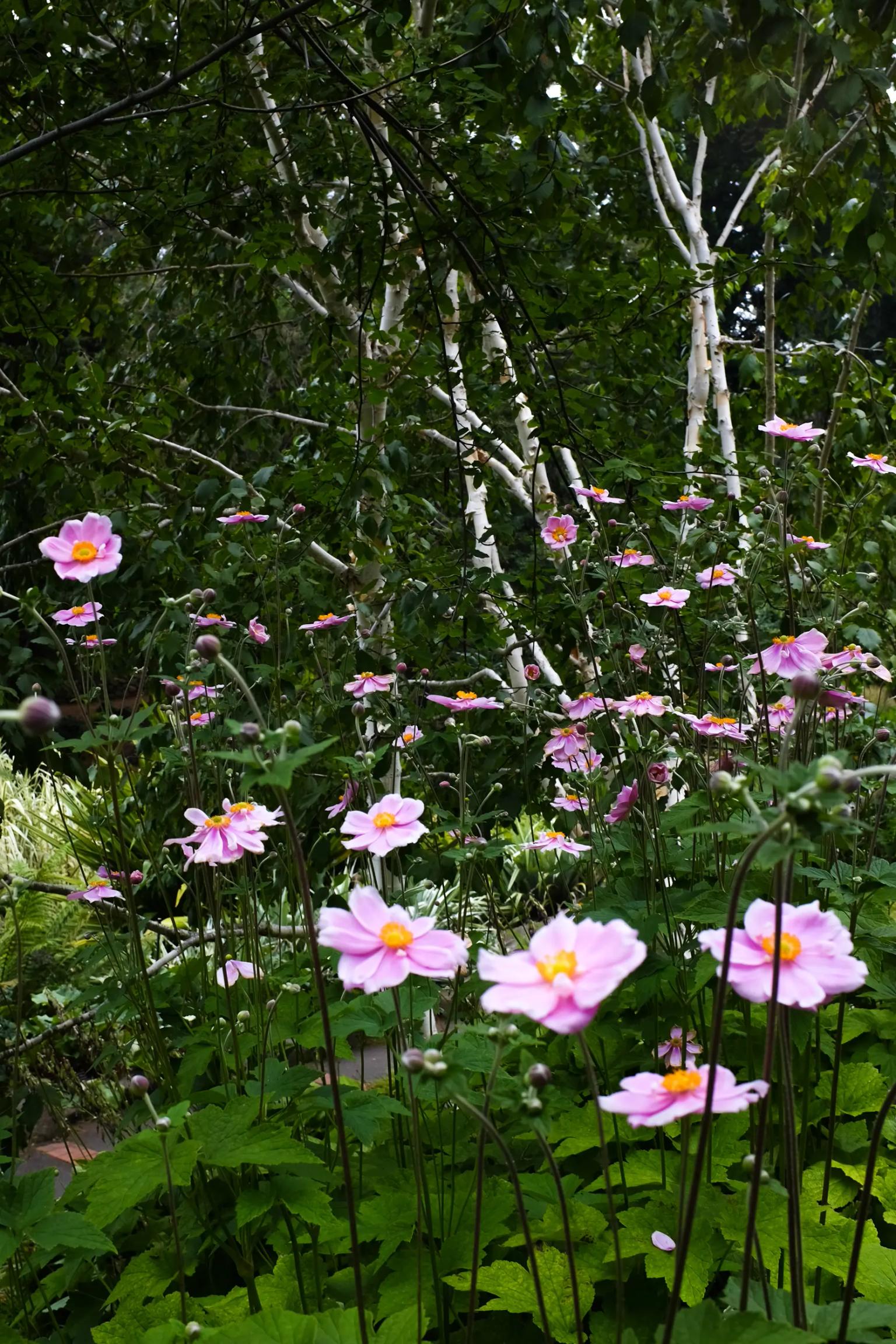 Gardens — photograph by Kristy Milliken