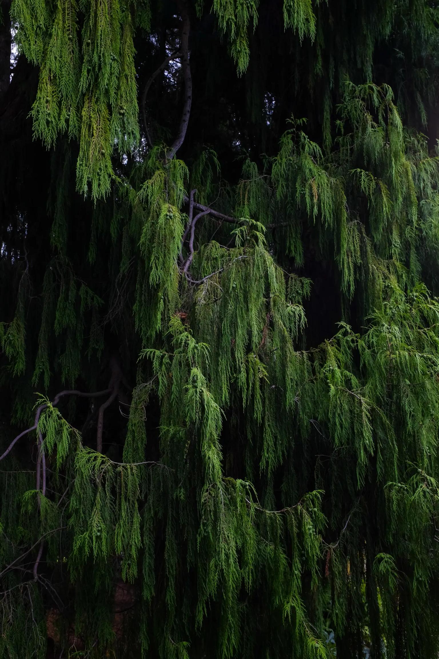 Gardens — photograph by Kristy Milliken