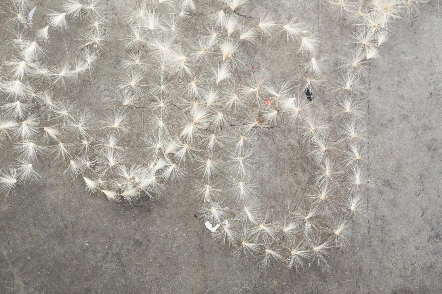 Thistle Do, 2015 — photograph by Kristy Milliken
