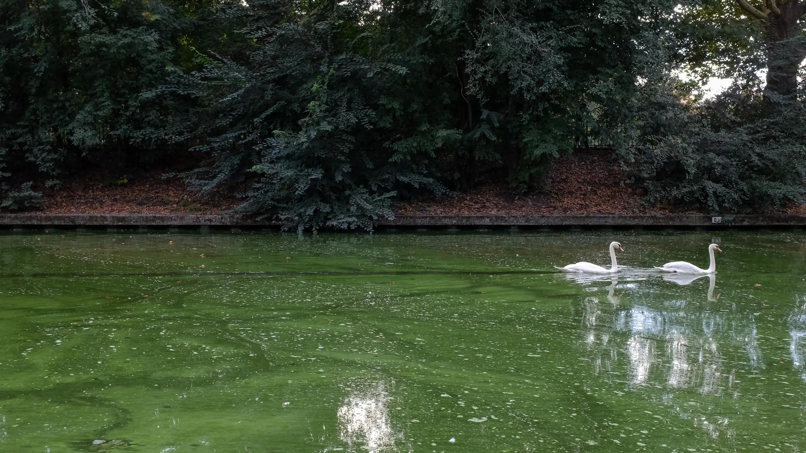 Two swans on a green pond beneath dark trees