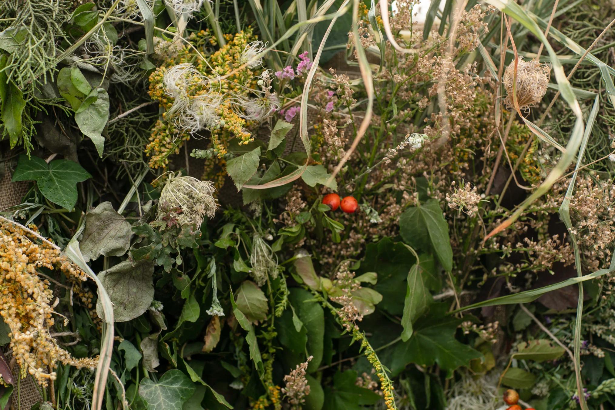 Plant Familiar, 2018 — photograph by Kristy Milliken