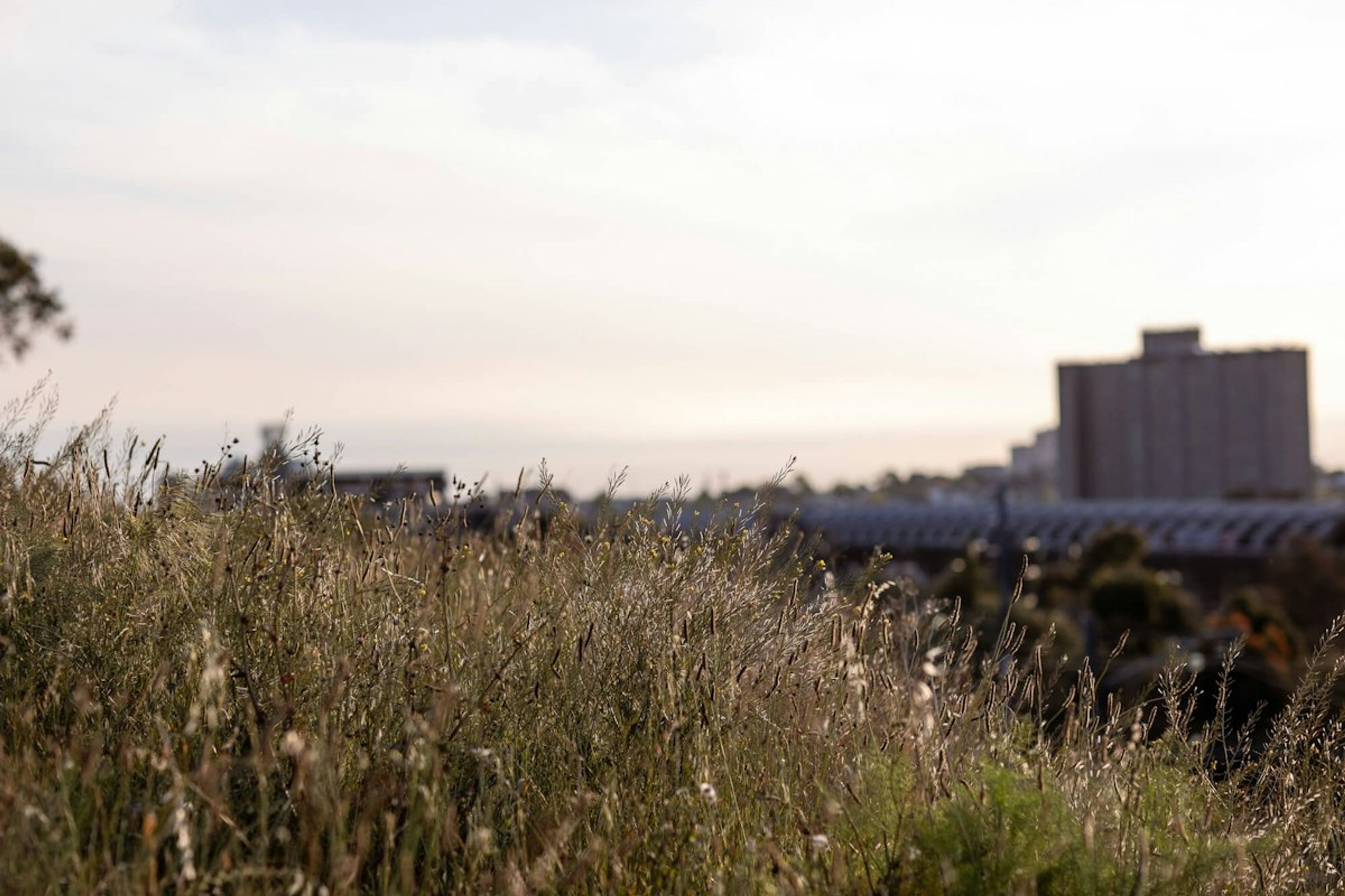 Tall grasses in a field with a distant brick building at dusk