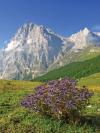 The Gran Sasso mountain range in Abruzzo with wildflowers in the foreground
