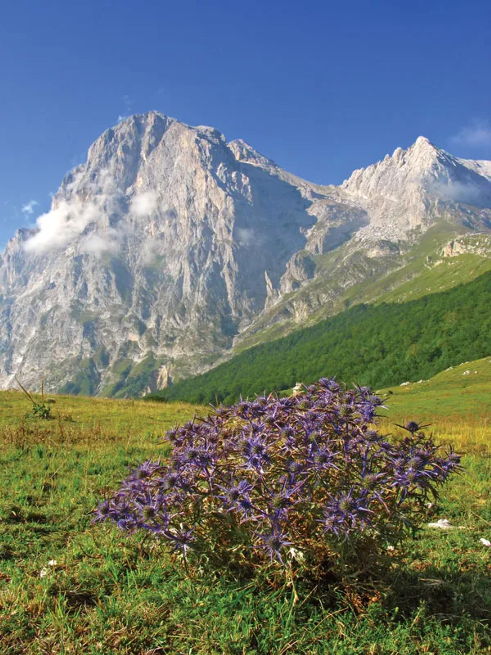 The Gran Sasso mountain range in Abruzzo with wildflowers in the foreground