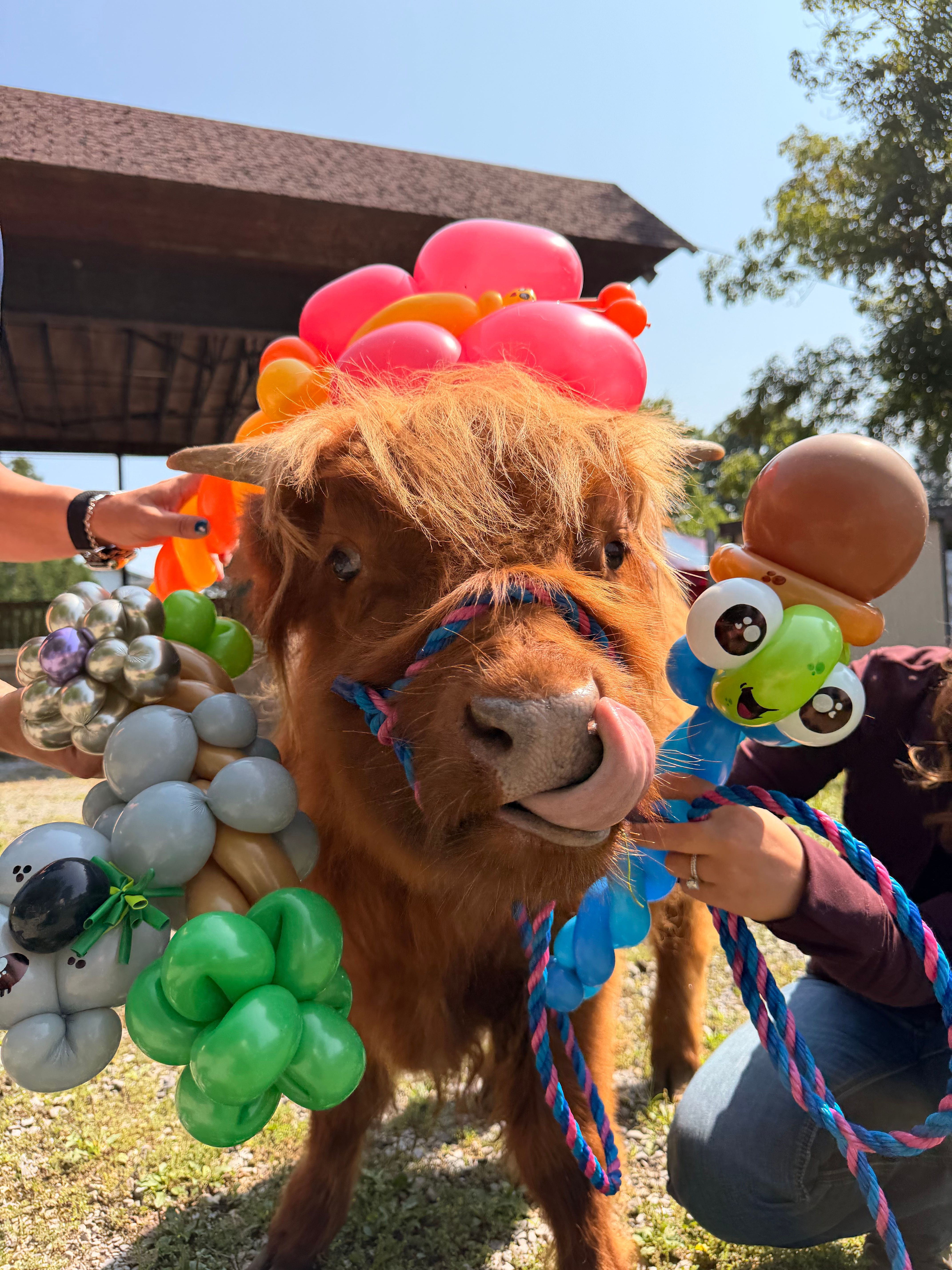 Highland cow from the Cuddle Corral with Balloon Art by Balloon Legends