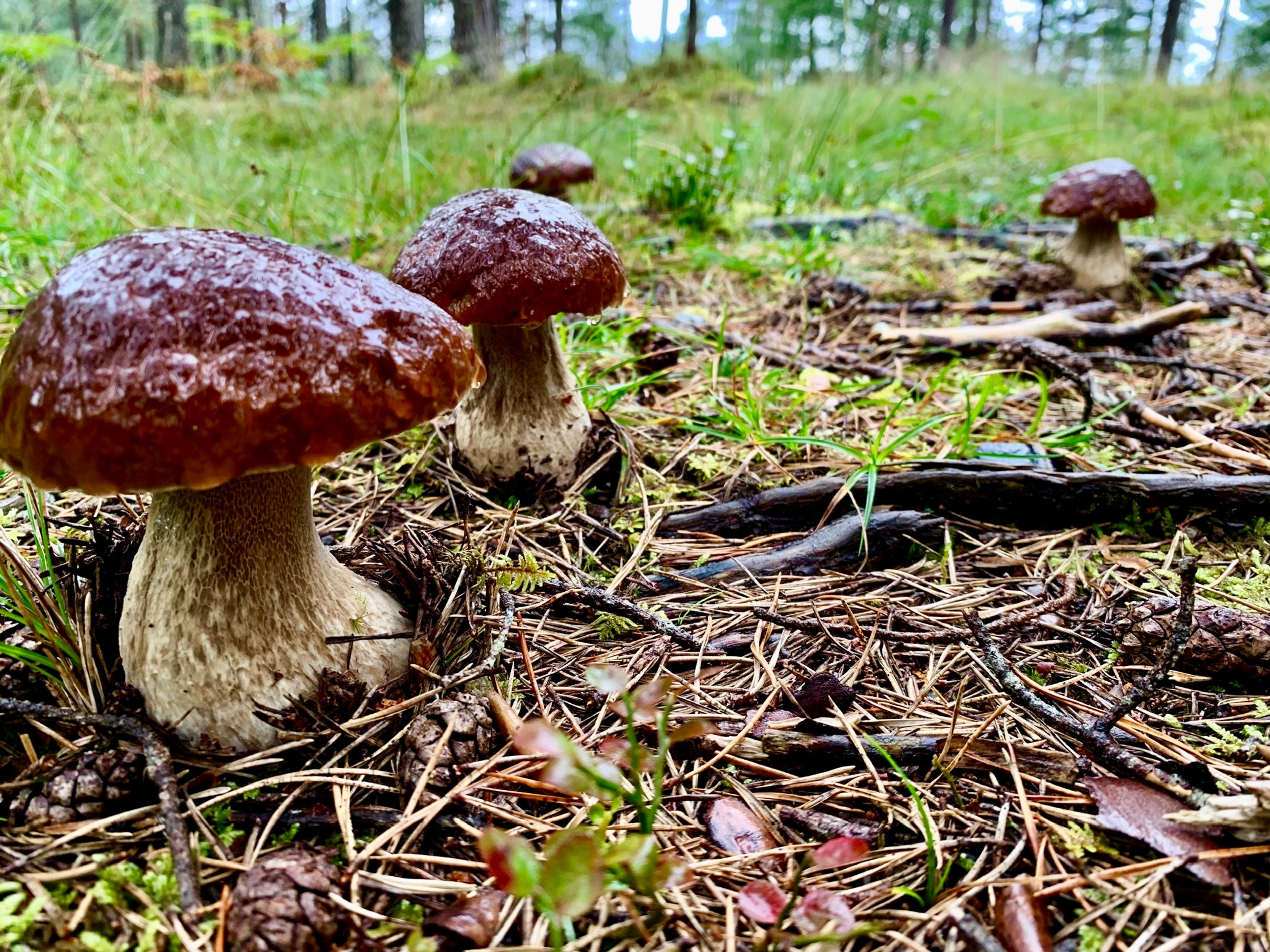 Bilde illustrerer innholdet i artikkelen