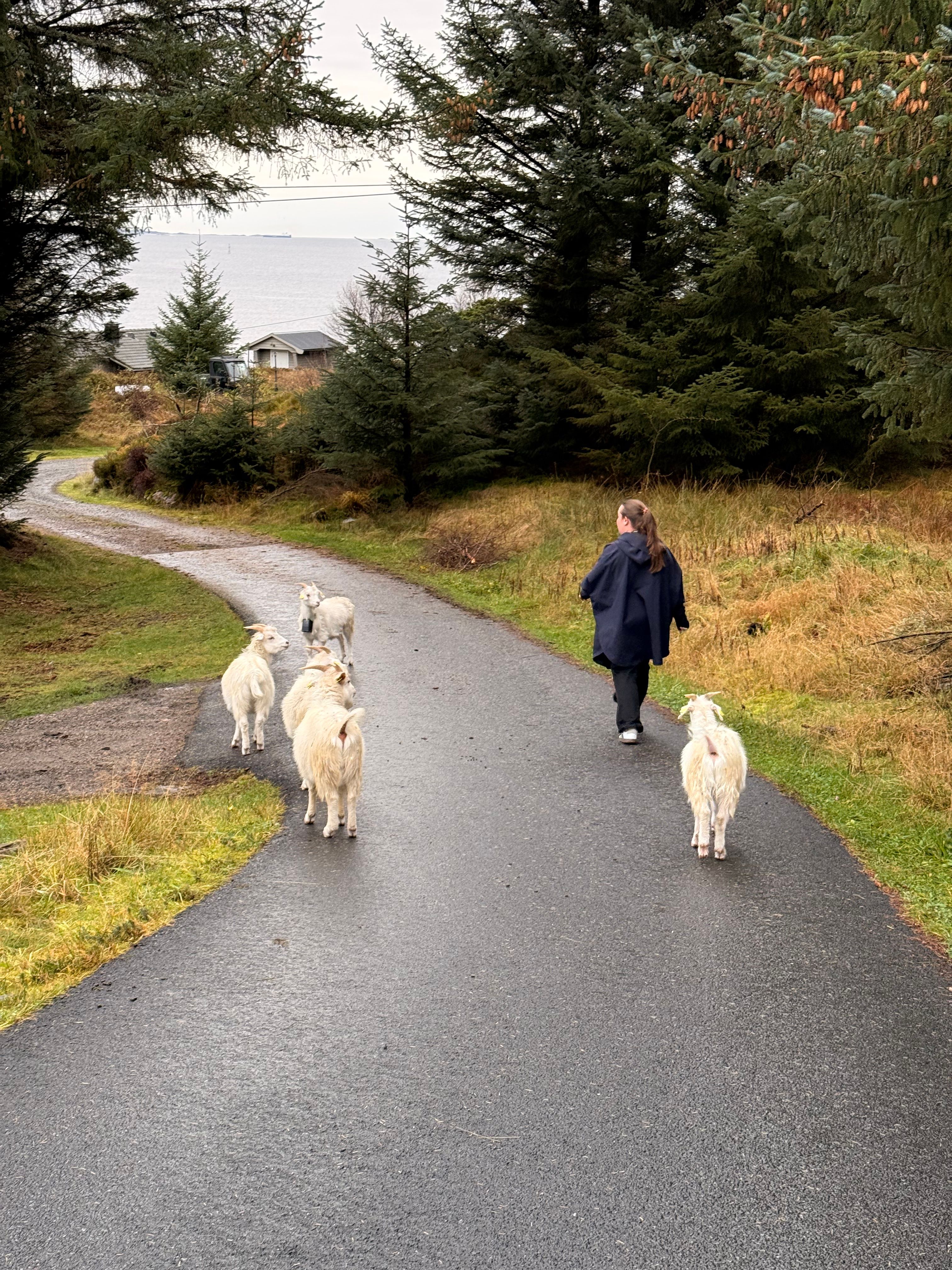 Minihaus-Airbnb am Meer – Bremnes Gård, Byrknesøy — Foto 7
